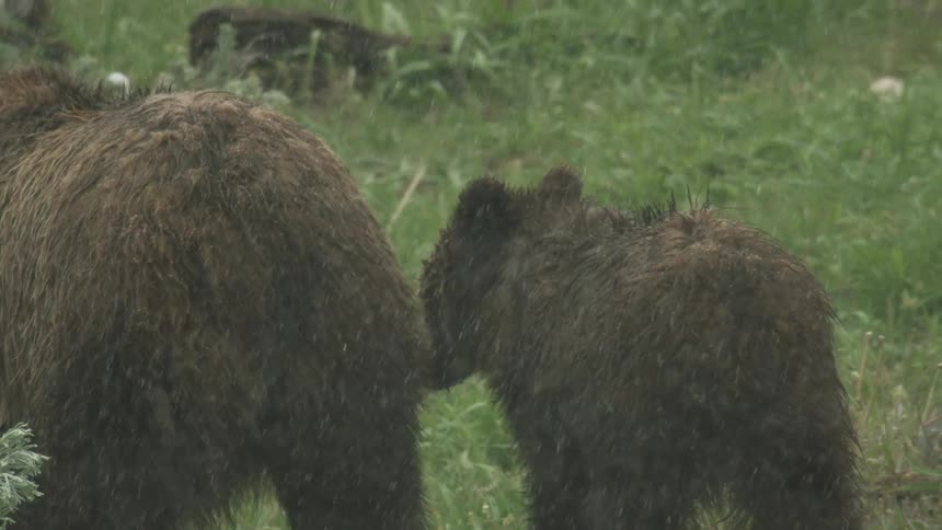 Adult brown bear and a bear cub standing and then walking away in the rain on a plain grassy area outdoors during day time