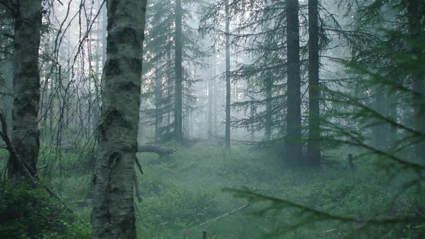 Trees in a foggy forest