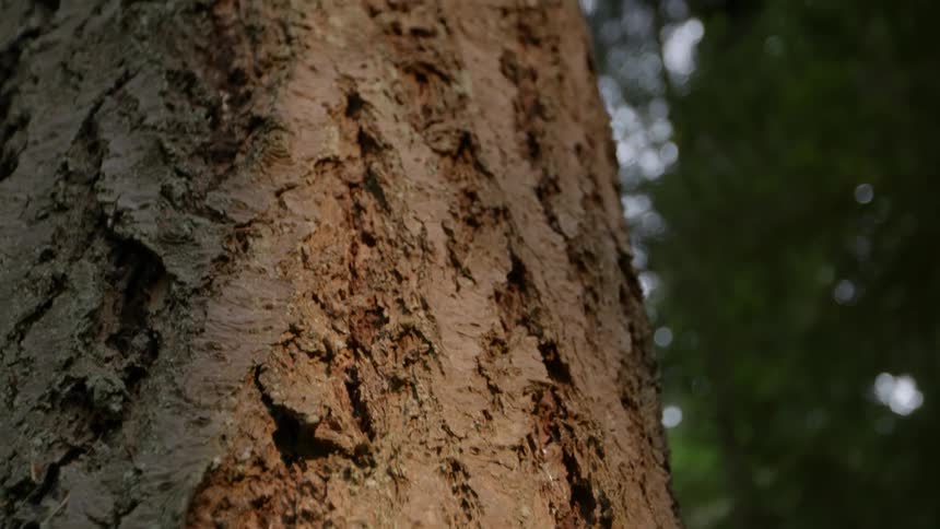 Close up of a tall tree panning up towards the sky