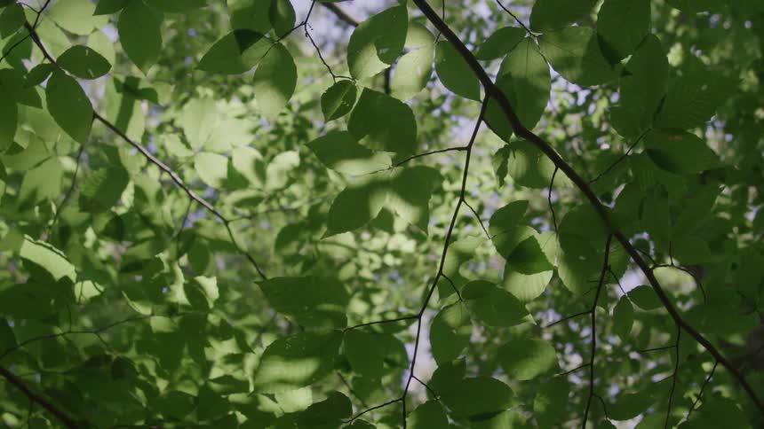 A lowangle view looks up through sunlit green leaves on tree branches with patches of sky visible
