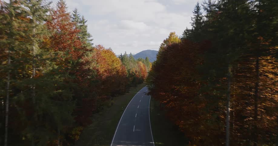 Aerial of an empty tarred road in a woodland area during daytime