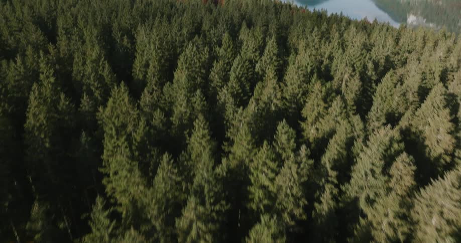 A dense canopy of evergreen trees seen from above with deep shadows between the branches followed by a lake surrounded by mountains