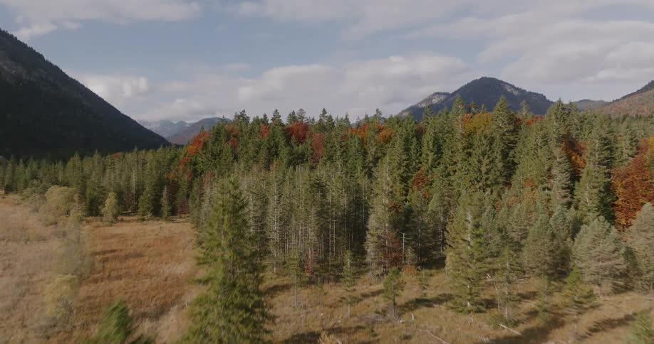 The video is a sweeping aerial shot of a vast river valley in a mountainous region showcasing the vibrant colors of autumnthe camera starts low over the wide dry riverbed and its narrow turquoise stream then rises to reveal a dense mixed forest of