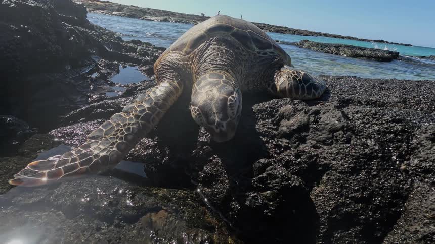 A sea turtle rests on volcanic rocks by the ocean under a clear sky
