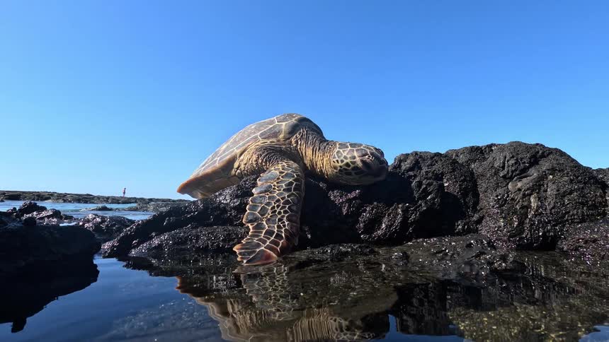 Sea turtle resting on dark ocean rocks under bright blue sky