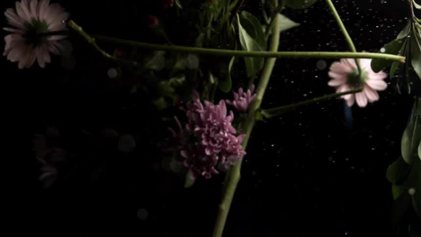 Colorful flowers submerged in dark water with soft lighting