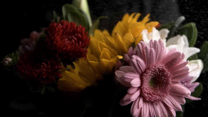A dewy bouquet blows off pollen with a pink gerbera in front of yellow and red blooms against a dark background