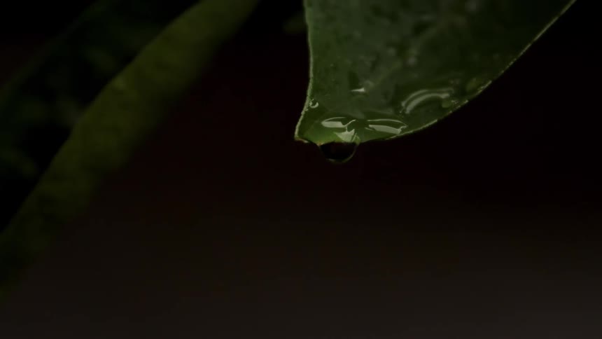 A closeup shot on a dark background shows the tip of a deep green leaf with a pool of water collecting on its edge the water gathers into a single drop that grows and then falls away from the leaf