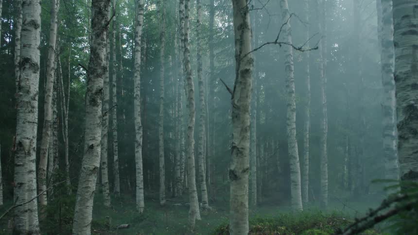 The fog is rolling in this forest
