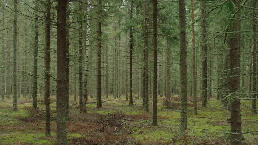 Moving view of a barren forest