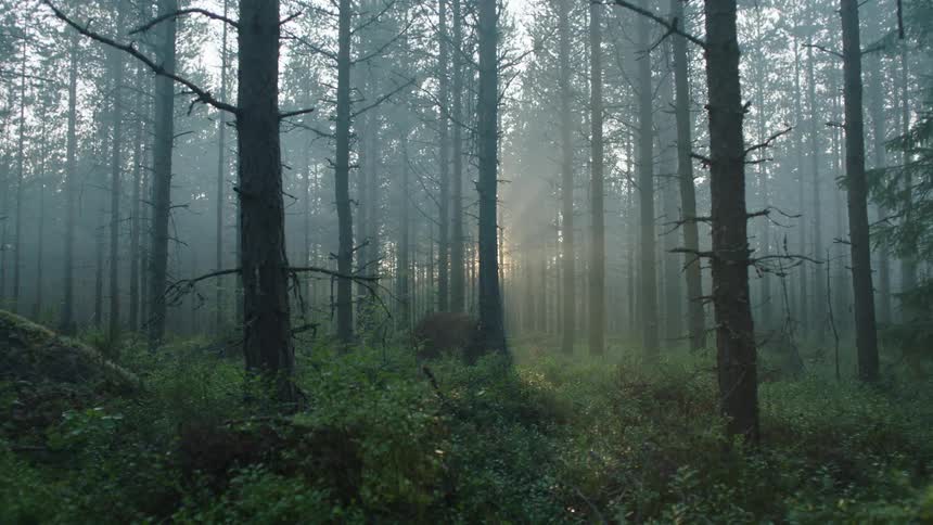 The forest is very foggy