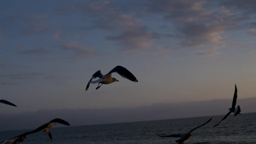 Seagulls fly over the sea at sunset under a partly cloudy sky