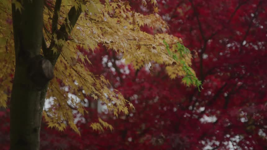 A view of some leaves changing colors on trees