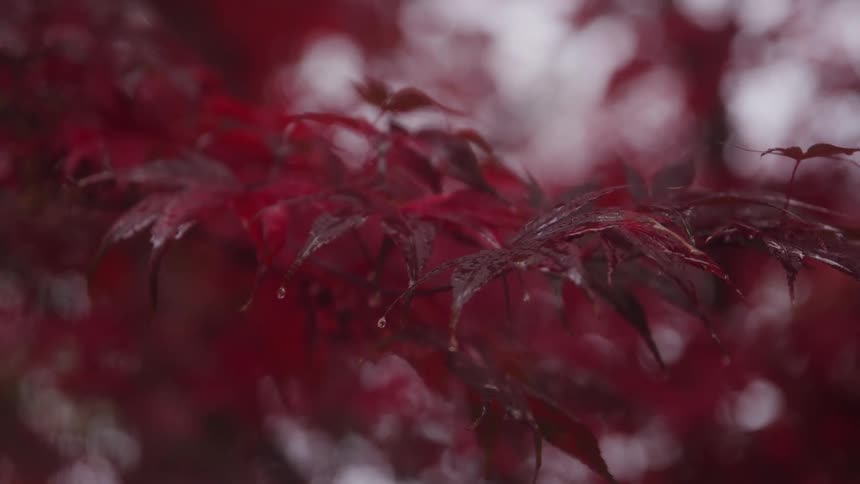 A closeup shot focuses on a cluster of deep red maple leaves that are glistening with water droplets against a softly blurred background