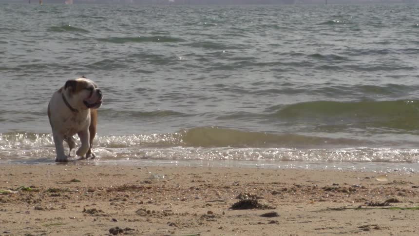 Dog walking in ocean water