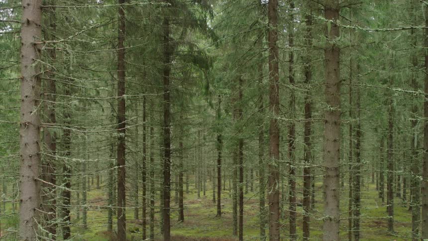 Trees grow in a forest