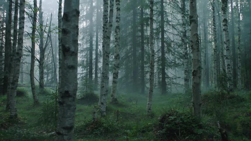 A foggy forest with bare skinny trees and grey cloudy sky