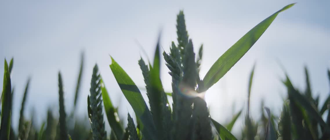 Sunlight shines past a field of crops on a sunny day