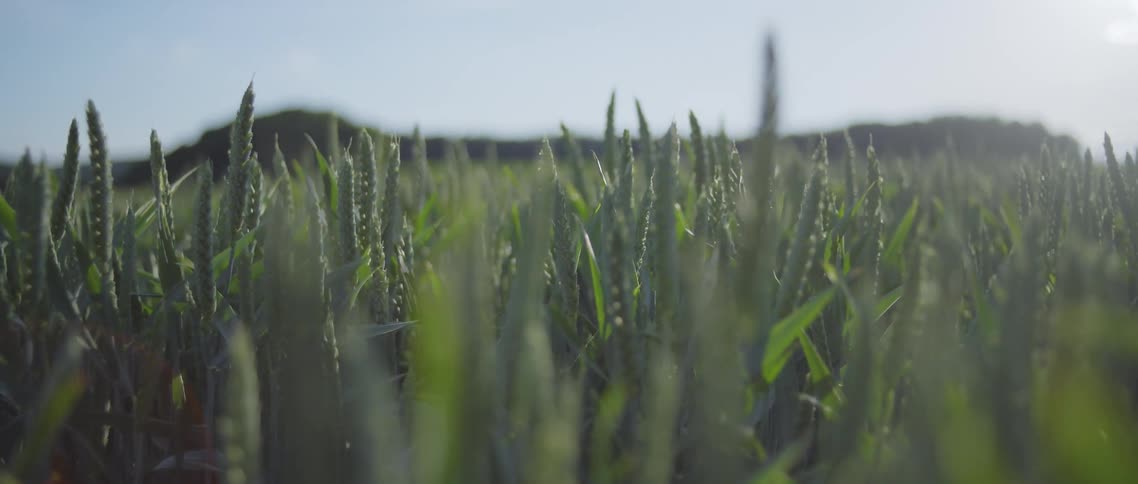 Crops grow in a field near the mountains on a sunny summer day