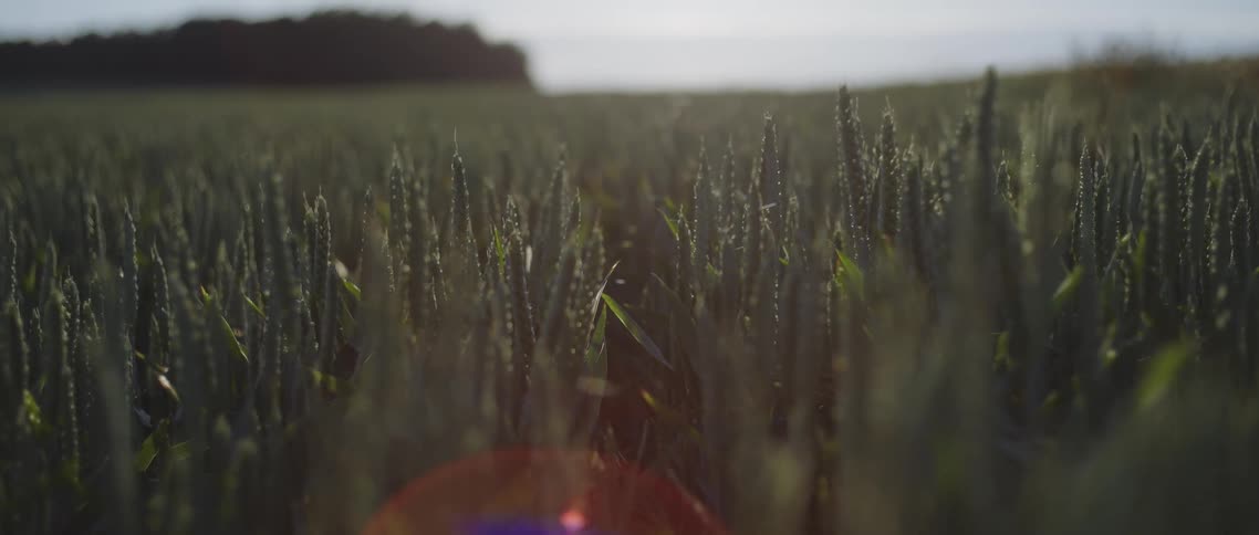 Wheat field is lit by the soft light of sunset