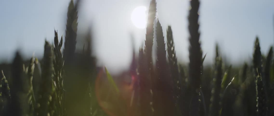 Closeup of wheat growing in a field on a sunny summer day