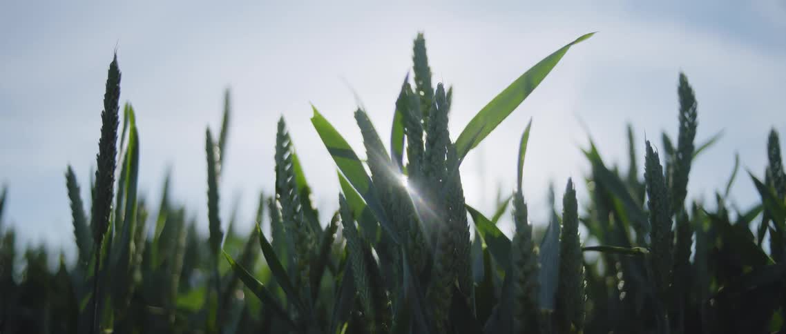 Green wheat spikes under the soft morning light