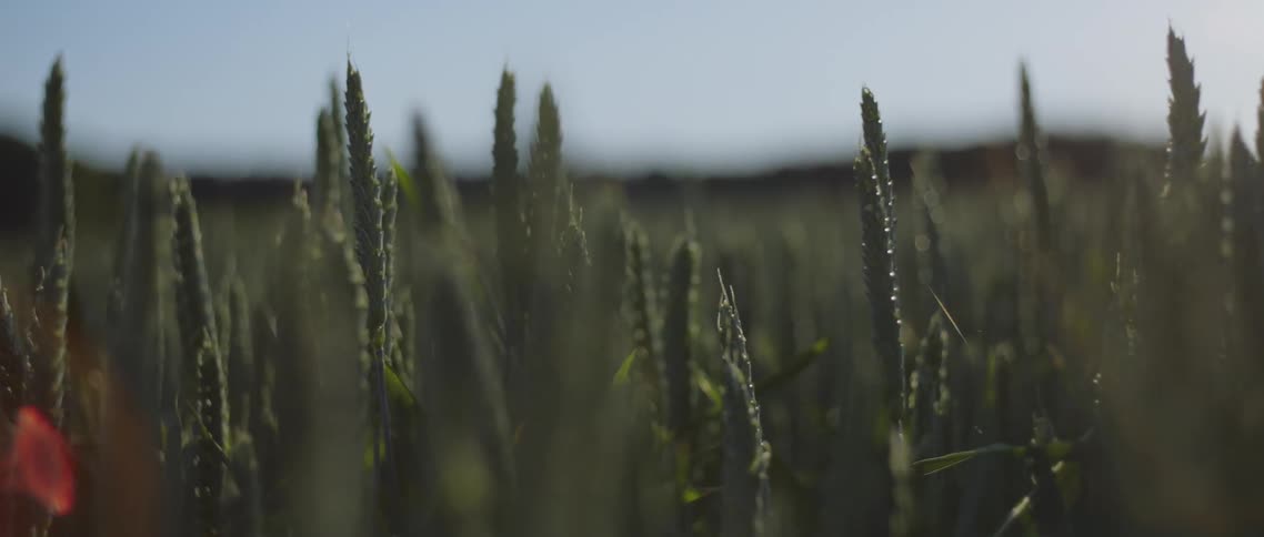 Green wheat spikes lit by sunlight in the field