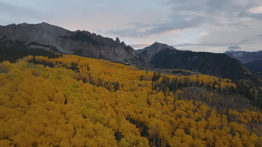 Deciduous trees in a mixed deciduous and coniferous forest near the mountains change colors in autumn