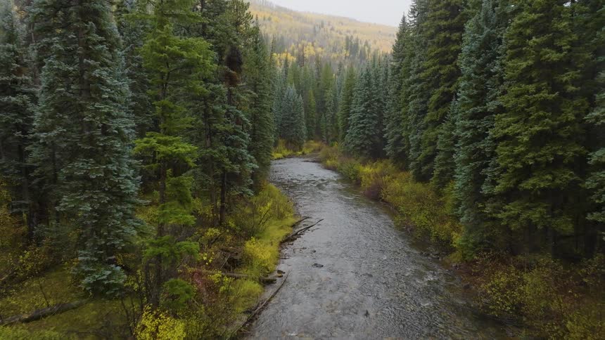 River passes through a conifer forest filled with flowering underbrush near a mountain