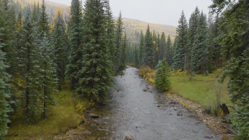 The video is an aerial shot following a small rocky mountain river as it flows through a dense forest of tall green evergreen trees the banks show patches of yellow and rustcolored foliage suggesting an early autumn setting with a sloped treecover