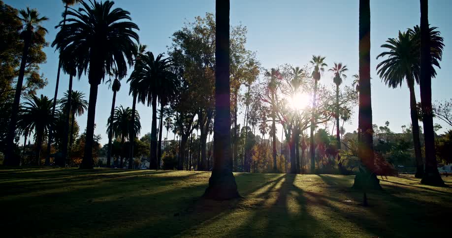 The bright sun shines through a park full of tall palm trees casting long shadows across the green grass