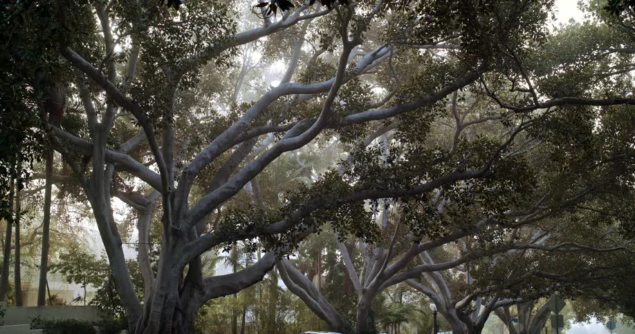 Large trees with many thick branches looming over a road with cars passing by