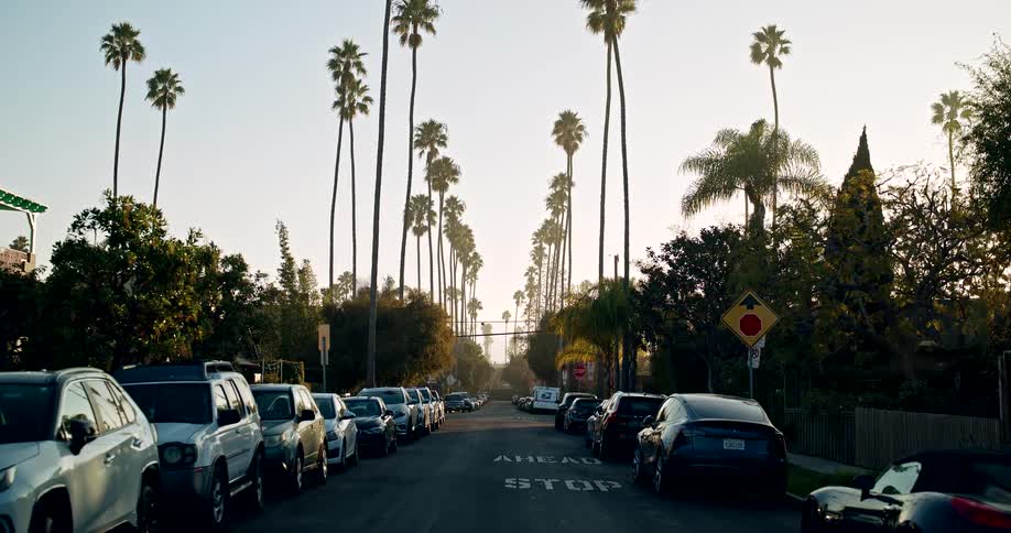 Residential street lined with cars and tall palm trees at sunset