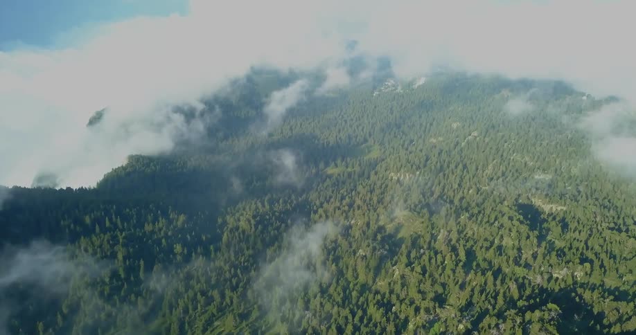 Clouds float above the trees of a mountain forest