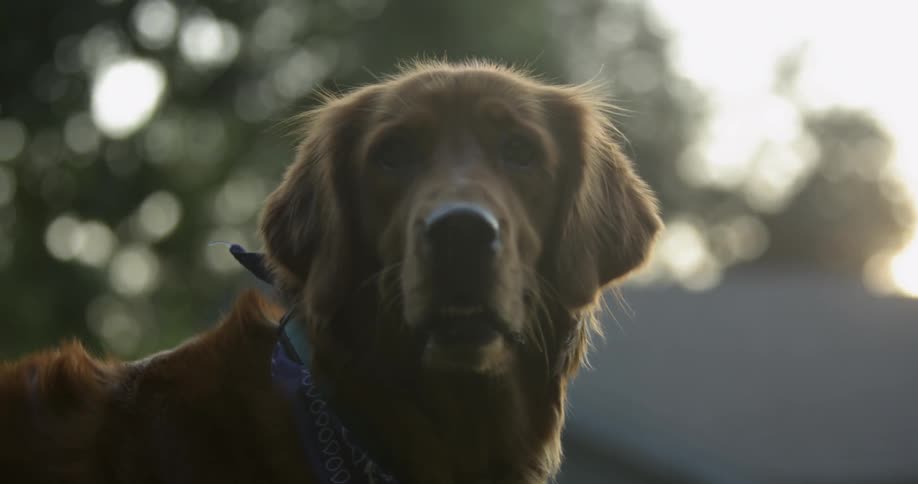 Brown dog wearing a blue scarf standing outdoors