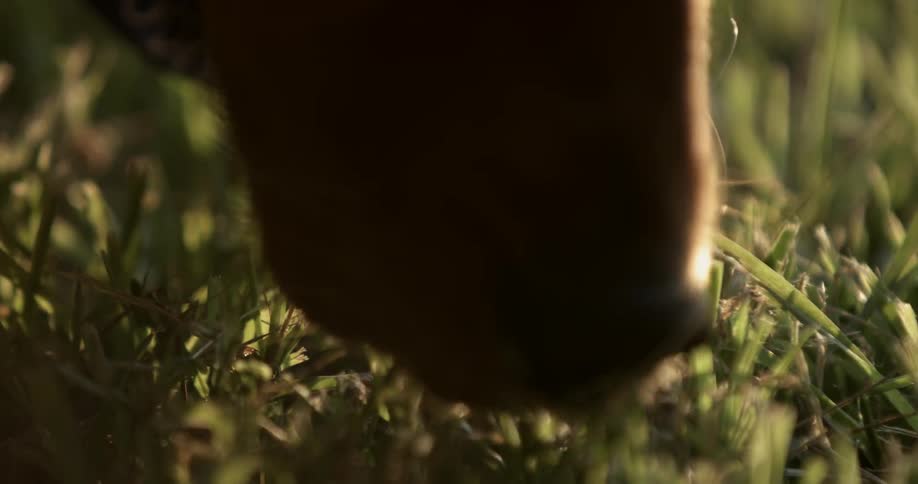 Dog's nose sniffing in the grass