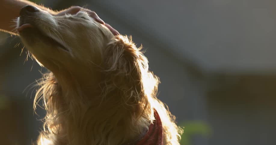 Close up of a golden retriever