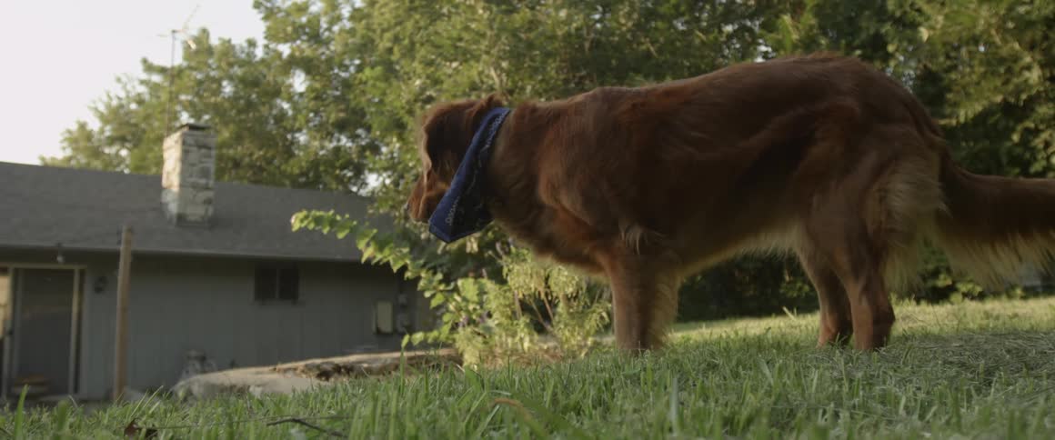 Dog sniffs the grass outside