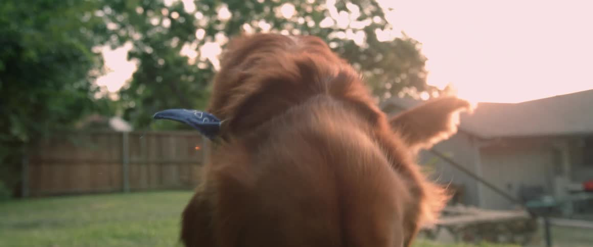 Dog wearing a blue scarf walking in a backyard at sunset
