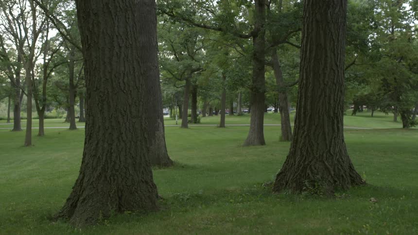 A balloon floats past trees