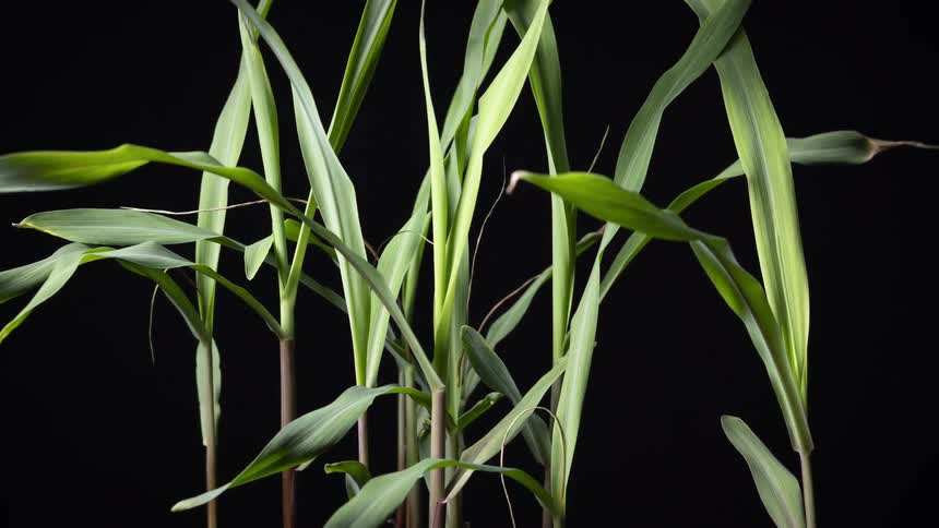 A cluster of young growing corn stalks with slender green leavesstands against a black background