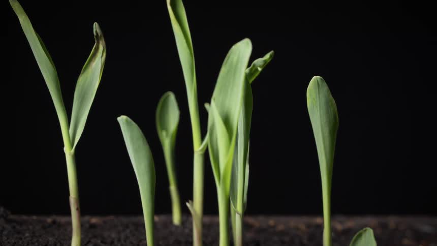 The green stalks sprout and grow