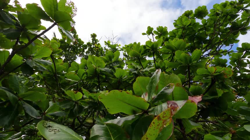 Leaves display signs of being eaten on a tree on a cloudy summer day