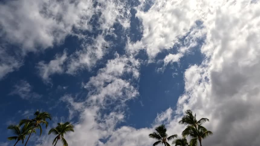 Palm trees stand tall under the clouds as a helicopter flies across the sky