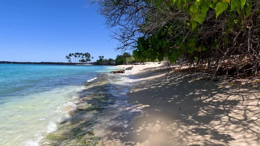 Beach surrounded by trees and vegetation outdoors during day time