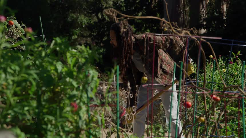 Man works in the garden tending to plants and tomatoes