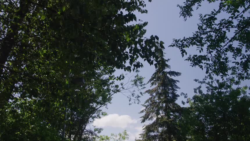 Green tree canopies swaying under a clear blue sky