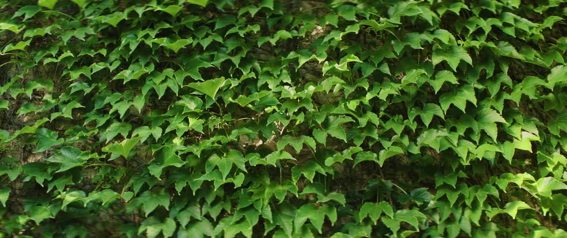 Sunlight shines on the leaves of vines on a wall