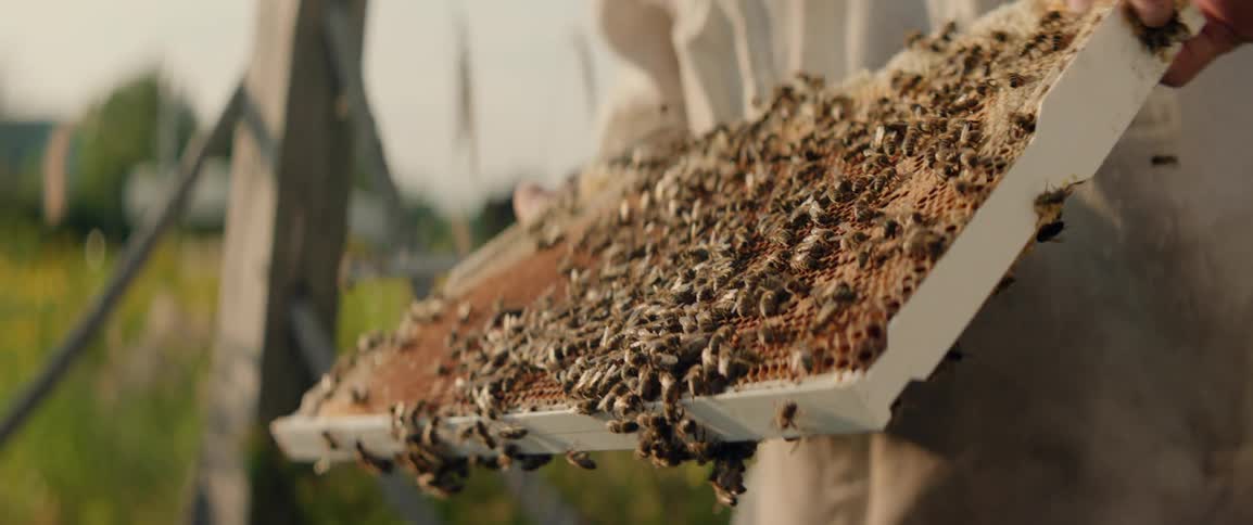 A beekeeper wearing protective gear is carefully holding and inspecting a hive frame teeming with hundreds of active honey bees crawling over the surface of the comb all set in the soft natural light of an outdoor apiary