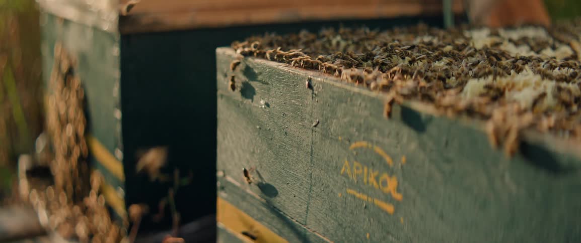 A cluster of bees outdoors at an apiary during daytime